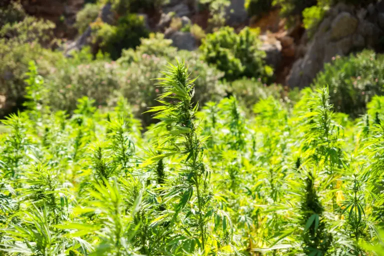 Europa aumenta el límite de THC en los cultivos de cáñamo al 0,3%