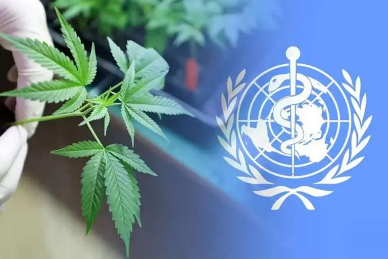 La ONU reconoce oficialmente las propiedades medicinales del cannabis