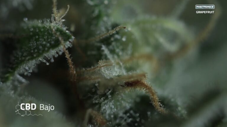 Grapefruit de Positronics