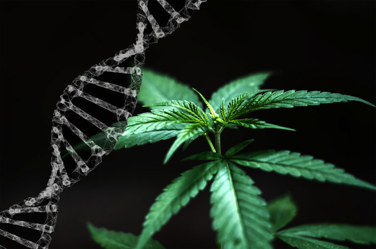 cannabis y adn