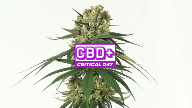 cbd-critical-47-positronics-seeds