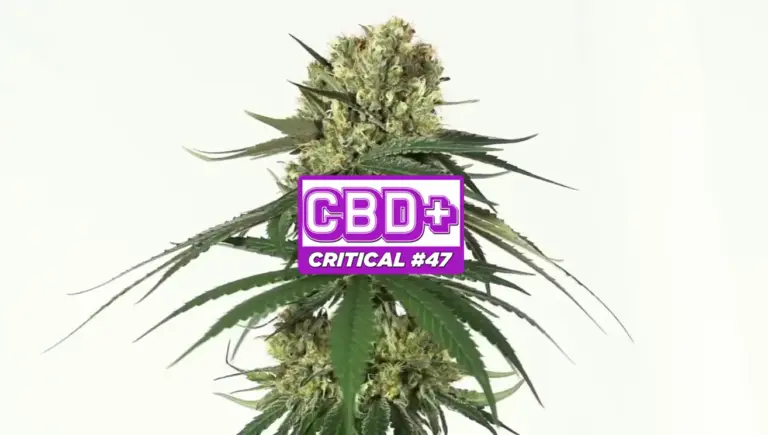 cbd-critical-47-positronics-seeds