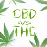 CBD vs THC