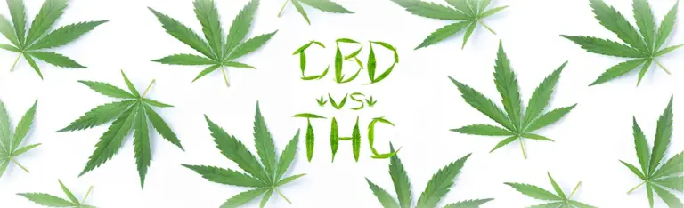 CBD vs THC