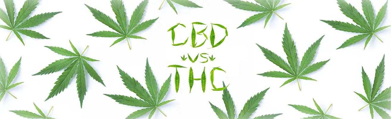 CBD vs THC: qué permite la ley española con cada cannabinoide en 2026
