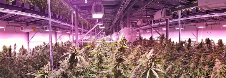 empresas con licencia para el cultivo de marihuana en España