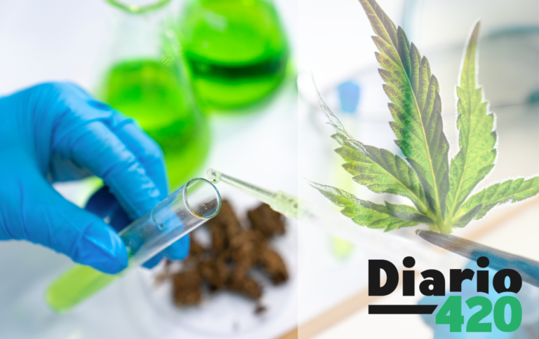 Método científico para determinar el origen de cada planta de cannabis