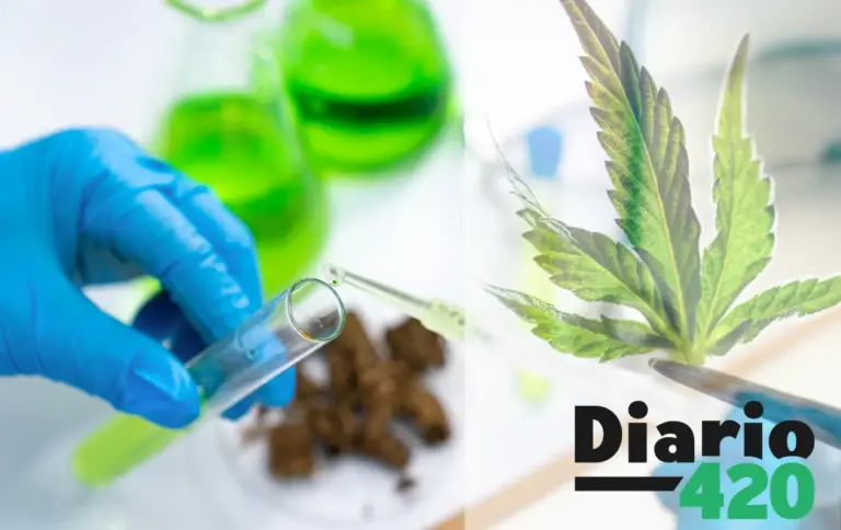 Método científico para determinar el origen de cada planta de cannabis