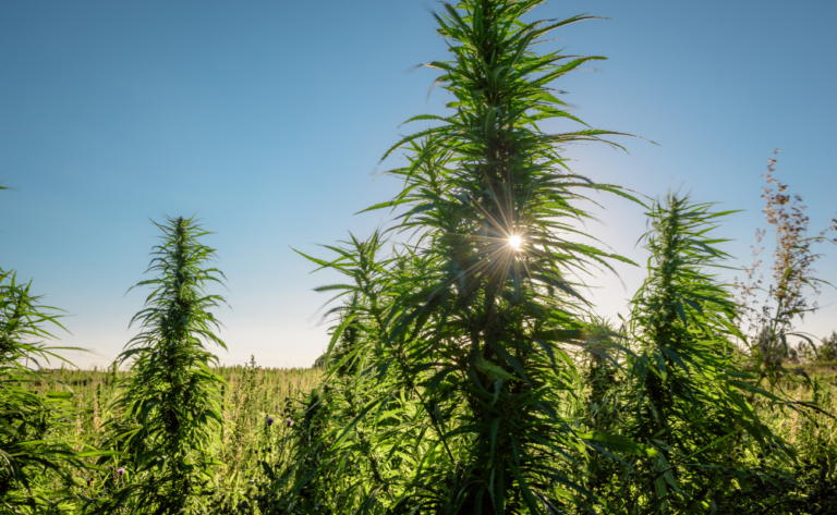 Los productores tradicionales de marihuana, alentados por su reconocimiento para uso terapéutico