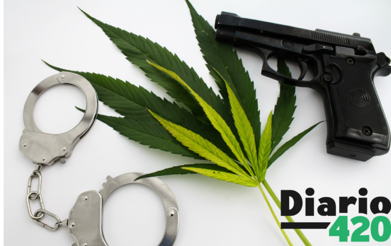 La legalización del cannabis traería un menor índice de asesinatos y robos