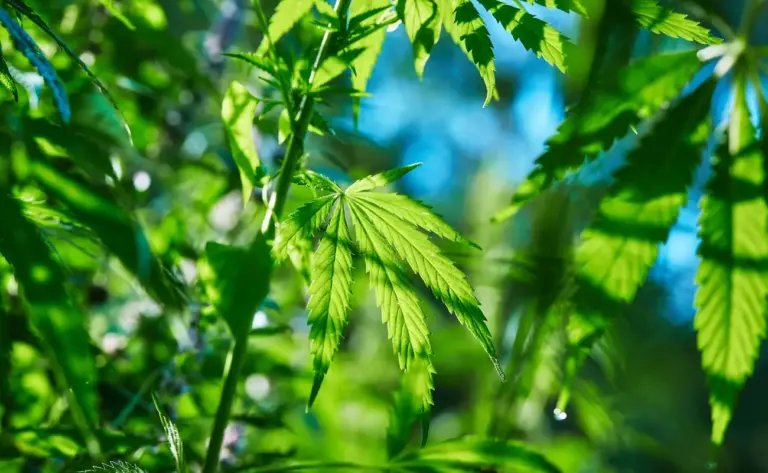 Jamaica hace frente a la escasez de marihuana debido al cambio climático y la pandemia