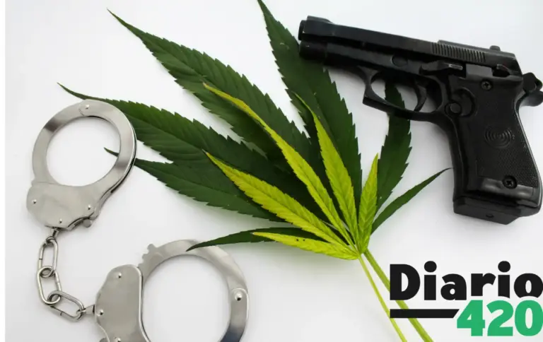 La legalización del cannabis traería un menor índice de asesinatos y robos