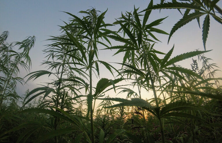 El mejor hachis del mundo amenazado