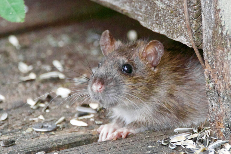 4 ratas “se comen” 500kg de marihuana en Argentina