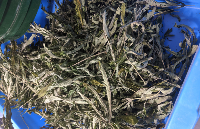 Procesado residuos cannabis