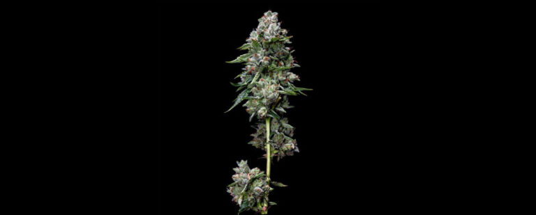 Kosher Kush - DNA Genetics