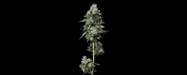 Kosher Kush - DNA Genetics