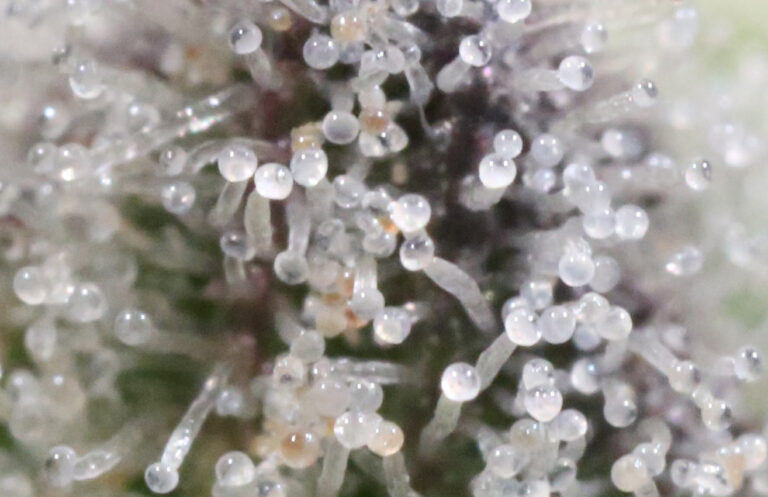 Terpenos y Marihuana