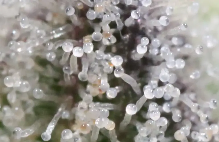 Terpenos y Marihuana