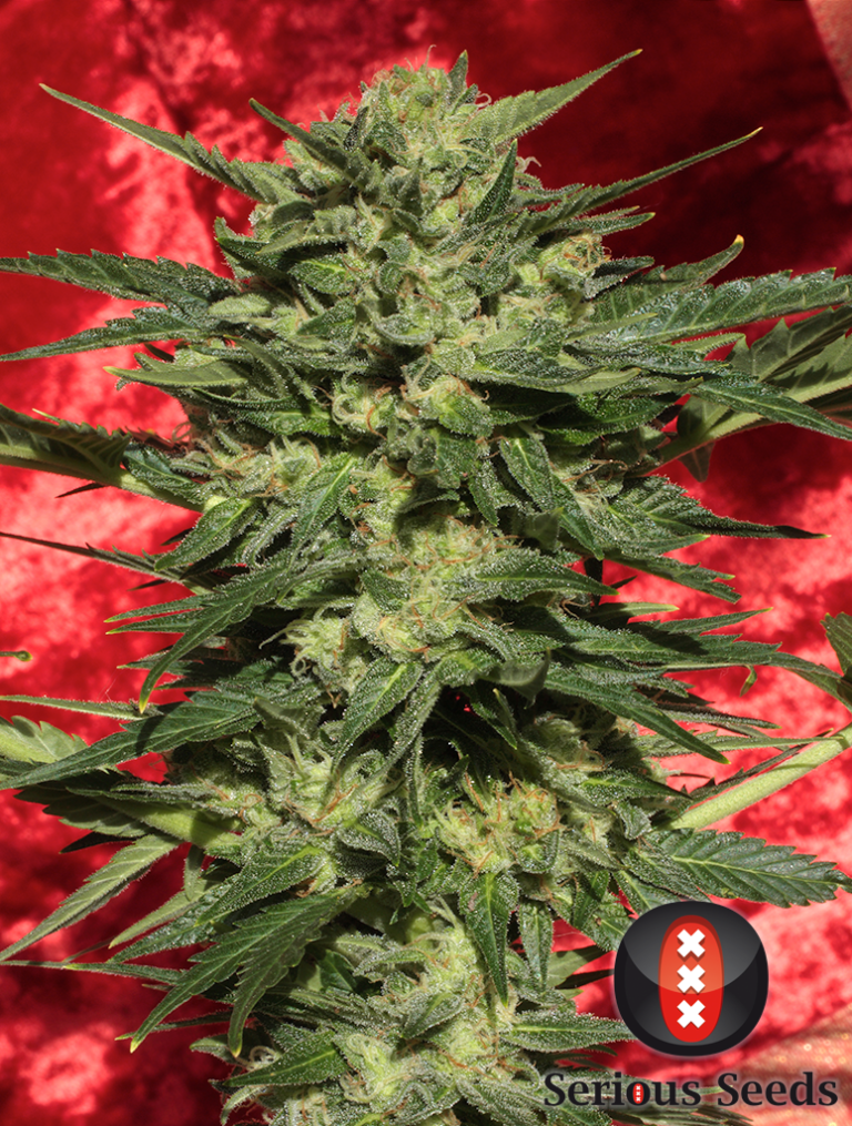 Auto White Russian #1 de Serious Seeds