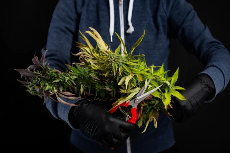 Cómo y cuándo cosechar marihuana