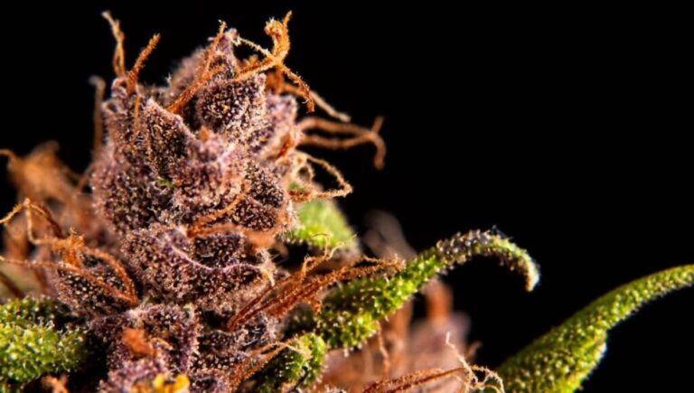 Como conseguir la máxima producción de tu cultivo de marihuana