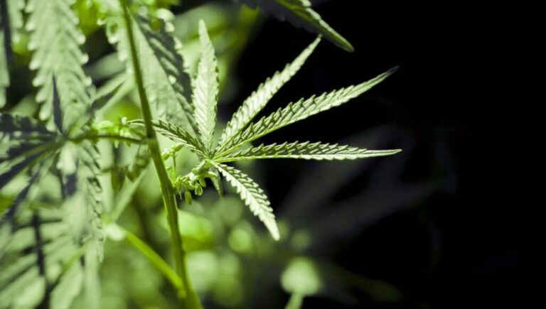 Diferencias entre una planta de marihuana macho y una hembra
