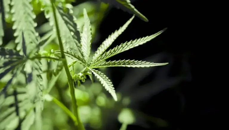 Diferencias entre una planta de marihuana macho y una hembra