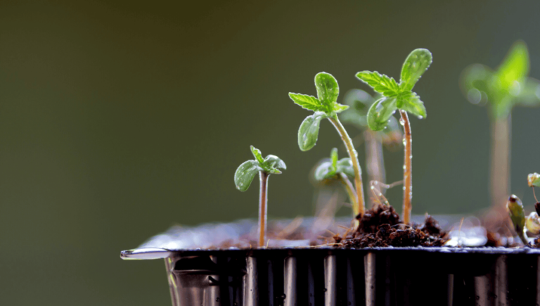 Cómo germinar semillas de marihuana