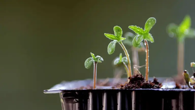 Cómo germinar semillas de marihuana