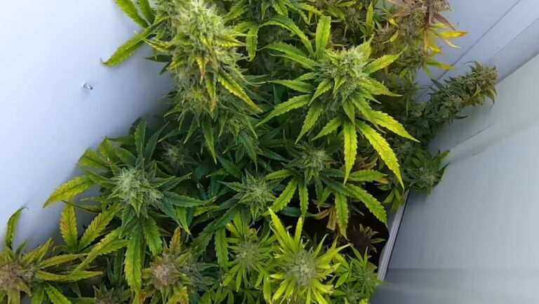 Cultivo de variedades autoflorecientes en interior