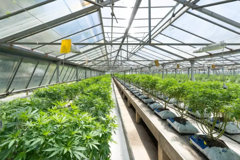 Cultivo de cáñamo para la extracción de CBD