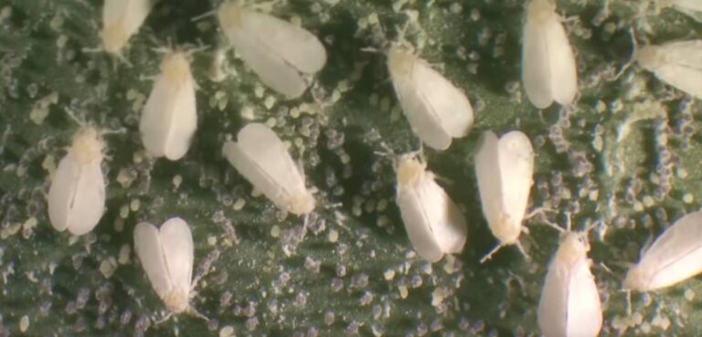 Mosca blanca en plantas de marihuana
