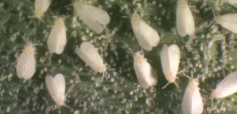 Mosca blanca en plantas de marihuana