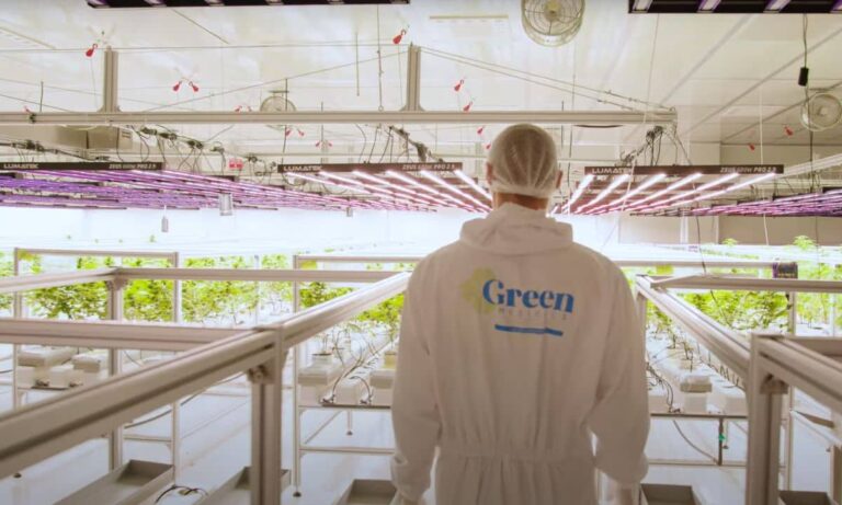 Cultivo de Green Medicals MKD con equipos LED de Lumatek