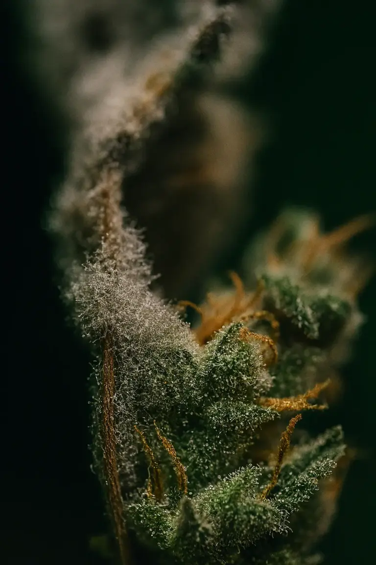 Moho gris (Botrytis cinerea)