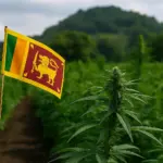 Sri Lanka legaliza el cultivo de cannabis