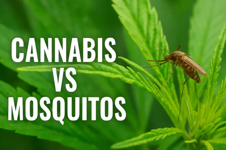 Cannabis contra mosquitos
