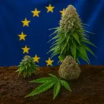 Panorama del cannabis