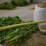 los residuos del cannabis