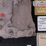 Un fósil de 50 millones de años que podría reescribir la historia del cannabis