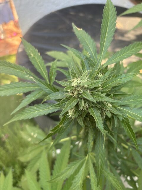 Errores comunes de principiantes al cultivar cannabis