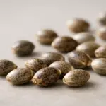 Elige las mejores semillas para tu cultivo. Diferencias entre feminizadas, regulares y autos