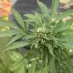 Errores comunes de principiantes al cultivar cannabis