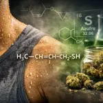 tu sudor desprende un aroma parecido al de hierbas secas o incluso al cannabis?